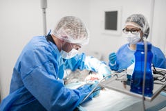 Assistente in vetri che aiutano il cane di funzionamento del dentista del veterinario fotografia stock libera da diritti Assistente in vetri che aiutano il cane di funzionamento del dentista del veterinario fotografia stock libera da diritti