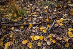 Assoalho da floresta em Utá com as folhas e ramos dourados do álamo tremedor fotografia de stock Assoalho da floresta em Utá com as folhas e ramos dourados do álamo tremedor fotografia de stock