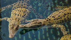 Associação de crocodilos australianos novos da água salgada foto de stock Associação de crocodilos australianos novos da água salgada foto de stock