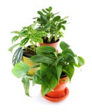 Assorted Houseplants Royalty Free Stock Photos Assorted Houseplants Royalty Free Stock Photos