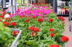 Assortment of colorful red, purple and white pelargonium flowers seedlings in pots in garden shop. Spring season sale. royalty free stock photography Assortment of colorful red, purple and white pelargonium flowers seedlings in pots in garden shop. Spring season sale. royalty free stock photography