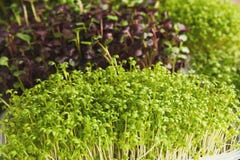 Different kinds of micro greens. Assortment of micro greens. Growing kale, alfalfa, sunflower, arugula, mustard sprouts. Healthy lifestyle, stay young and modern Royalty Free Stock Images