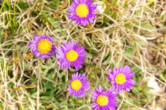 Aster alpinus, Abruzzo, Italy stock image Aster alpinus, Abruzzo, Italy stock image