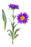 Aster alpinus royalty free stock images Aster alpinus royalty free stock images