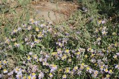 Asters violets photo stock Asters violets photo stock