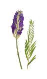 Astragale pressé et sec de fleurs, d'isolement sur le blanc image stock Astragale pressé et sec de fleurs, d'isolement sur le blanc image stock