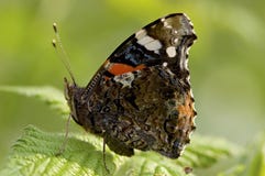 Atalanta, Red Admiral, Vanessa atalanta royalty free stock images Atalanta, Red Admiral, Vanessa atalanta royalty free stock images