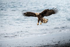 Aterrizaje de Eagle Fotografía de archivo libre de regalías Aterrizaje de Eagle Fotografía de archivo libre de regalías