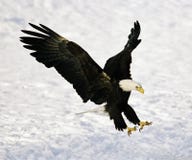 Aterrizaje del águila calva