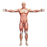 Athletic male human anatomy and muscles