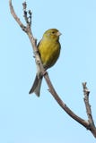 Atlantic canary, Serinus canaria Royalty Free Stock Images Atlantic canary, Serinus canaria Royalty Free Stock Images