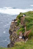 Atlantische Papegaaiduiker in Latrabjarg-klippen, IJsland Stock Foto Atlantische Papegaaiduiker in Latrabjarg-klippen, IJsland Stock Foto