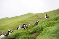 Atlantischer Papageientaucher, Fratercula arctica lizenzfreie stockfotos Atlantischer Papageientaucher, Fratercula arctica lizenzfreie stockfotos