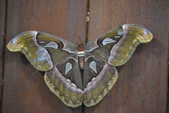 Atlas - le papillon de mite est le ` sri-lankais s que le Biggestfather est grande espérance de vie est haut Au plus de bas nivea photo libre de droits Atlas - le papillon de mite est le ` sri-lankais s que le Biggestfather est grande espérance de vie est haut Au plus de bas nivea photo libre de droits