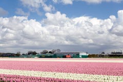 Att blomstra steg tulpan i den holländska våren i fälten arkivfoto Att blomstra steg tulpan i den holländska våren i fälten arkivfoto