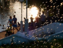 Attacco dell'orda della zanzara al parco del locale delle famiglie immagine stock libera da diritti Attacco dell'orda della zanzara al parco del locale delle famiglie immagine stock libera da diritti