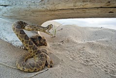 Attacking Rattle Snake Royalty Free Stock Images