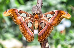Attacus atlanta motyl & x28; Atlant Moth& x29; obrazy stock Attacus atlanta motyl & x28; Atlant Moth& x29; obrazy stock