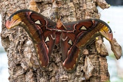 Attacus Atlas moths are one of the largest lepidopterans in the world stock images Attacus Atlas moths are one of the largest lepidopterans in the world stock images