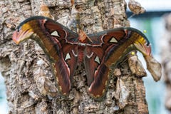 Attacus Atlas moths are one of the largest lepidopterans in the world royalty free stock photography Attacus Atlas moths are one of the largest lepidopterans in the world royalty free stock photography