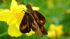 Attacus atlas stock image Attacus atlas stock image