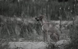 Attente de chien photographie stock Attente de chien photographie stock