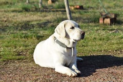 Attente de Labrador images stock Attente de Labrador images stock
