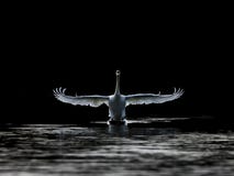 Atterrissez, atterrissage de cygne muet avec le fond foncé Photos stock Atterrissez, atterrissage de cygne muet avec le fond foncé Photos stock