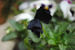 Attractive Black Flower royalty free stock photography Attractive Black Flower royalty free stock photography