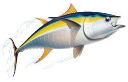 Atún de trucha salmonada Atún de trucha salmonada
