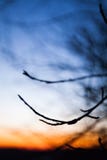 Aube tôt et silhouettes des branches d'arbre Abstraction image stock Aube tôt et silhouettes des branches d'arbre Abstraction image stock