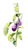 aubergine Illustration för handteckningsvattenfärg royaltyfri illustrationer aubergine Illustration för handteckningsvattenfärg royaltyfri illustrationer