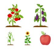 Aubergine, tomate, tournesol et pois Les icônes réglées de collection d'usine dans le style de bande dessinée dirigent le Web cou illustration de vecteur Aubergine, tomate, tournesol et pois Les icônes réglées de collection d'usine dans le style de bande dessinée dirigent le Web cou illustration de vecteur