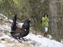 Auerhoen västra tjäder, Tetraourogallus royaltyfri bild Auerhoen västra tjäder, Tetraourogallus royaltyfri bild