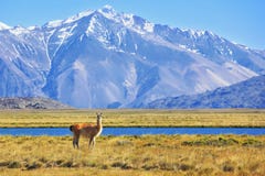 Auf den Banken des Weiden lassens des Lamas lizenzfreie stockfotografie Auf den Banken des Weiden lassens des Lamas lizenzfreie stockfotografie