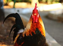 Aufmerksamkeit zum Foto! lizenzfreies stockfoto Aufmerksamkeit zum Foto! lizenzfreies stockfoto