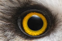 Augennahaufnahme der Eule, Makrofoto, Auge der Sumpfohreule, Asio flammeus stockbilder Augennahaufnahme der Eule, Makrofoto, Auge der Sumpfohreule, Asio flammeus stockbilder