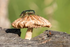 Aurata verde do Cetonia da forra cor-de-rosa que senta-se no cogumelo e na formiga fotografia de stock Aurata verde do Cetonia da forra cor-de-rosa que senta-se no cogumelo e na formiga fotografia de stock