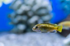 Auratus cichlid Melanochromis auratus mbuna akwarium złota ryba Zdjęcia Stock Auratus cichlid Melanochromis auratus mbuna akwarium złota ryba Zdjęcia Stock
