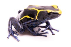 Auratus de Dendrobates de grenouille de dard de poison de Deying sur le blanc Photos stock Auratus de Dendrobates de grenouille de dard de poison de Deying sur le blanc Photos stock