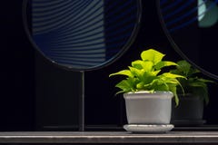 Aureum d'or de pothosEpipremnum dans un pot de porcelaine sur le compteur de salle de bains à côté du miroir avec l'espace de cop photos stock Aureum d'or de pothosEpipremnum dans un pot de porcelaine sur le compteur de salle de bains à côté du miroir avec l'espace de cop photos stock