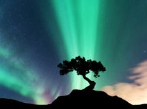 Aurora borealis and silhouette of a tree on the mountain Stock Images Aurora borealis and silhouette of a tree on the mountain Stock Images
