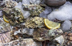 Austernoberteile mit Eis und Zitrone auf dem Zähler eines Fischgeschäftes Austern f?r Verkauf am Meeresfr?chtemarkt lizenzfreie stockfotos Austernoberteile mit Eis und Zitrone auf dem Zähler eines Fischgeschäftes Austern f?r Verkauf am Meeresfr?chtemarkt lizenzfreie stockfotos