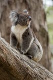 australia koala fotografia royalty free australia koala fotografia royalty free