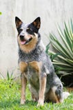 Australian Cattle Dog Stock Photo Australian Cattle Dog Stock Photo