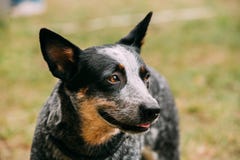 Australian Cattle Dog Close Up Portrait Outdoor. This Is Breed O stock photos Australian Cattle Dog Close Up Portrait Outdoor. This Is Breed O stock photos