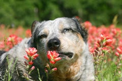 orange cattle dog