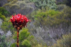 Australian native giant Gymea Lily flower spike stock photo Australian native giant Gymea Lily flower spike stock photo
