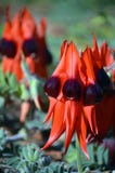 Australian native Sturts Desert Pea flowers stock images Australian native Sturts Desert Pea flowers stock images