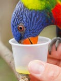 Australian Rainbow Lorikeet, Trichoglossus moluccanus stock photo Australian Rainbow Lorikeet, Trichoglossus moluccanus stock photo